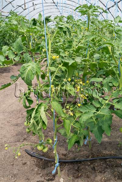 534253 - Tomatoes (Lycopersicon esculentum) in a poly greenhouse