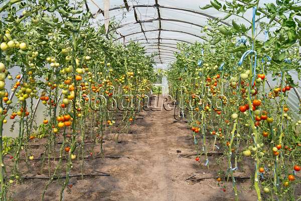 535238 - Tomatoes (Lycopersicon esculentum) in a poly greenhouse