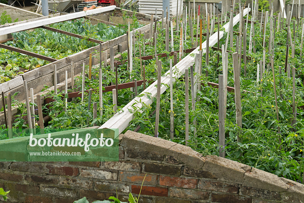 534263 - Tomatoes (Lycopersicon esculentum) in cold frames