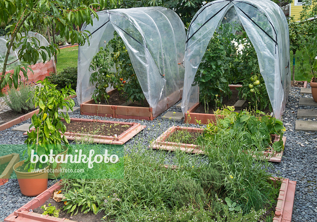 535010 - Tomatoes (Lycopersicon esculentum) in poly greenhouses