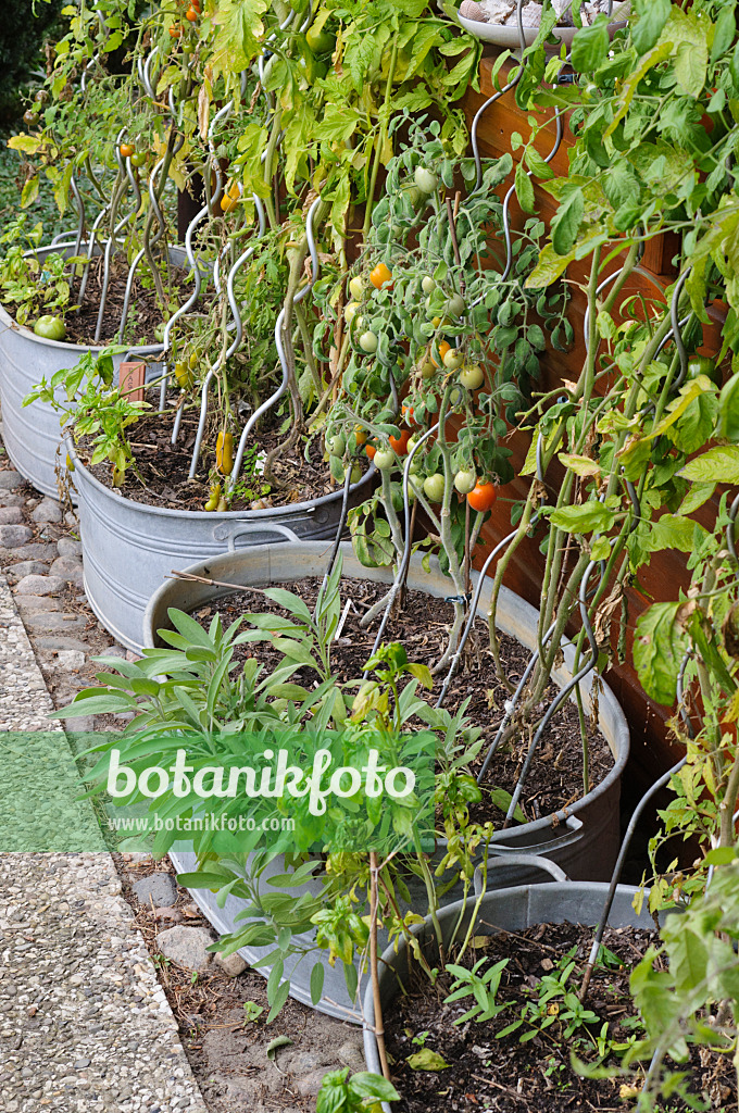 488095 - Tomatoes (Lycopersicon esculentum) in tin troughs