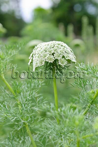 486141 - Toothpick weed (Ammi visnaga 'Blütenball')