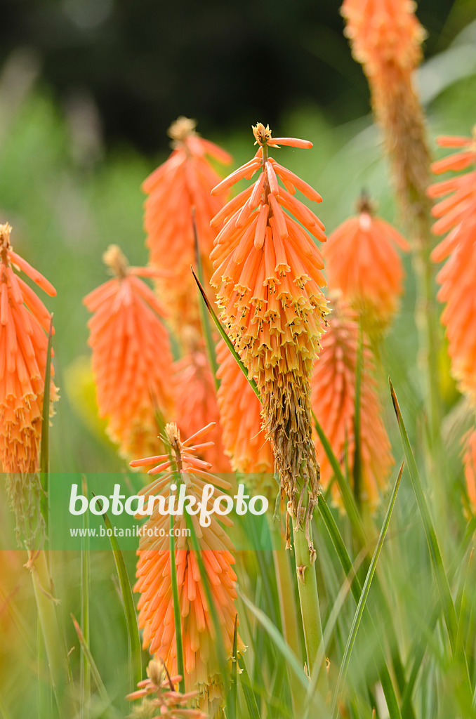 498232 - Torch lily (Kniphofia)