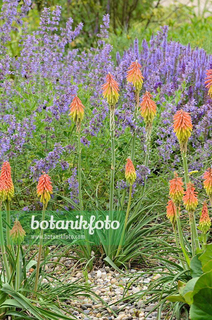 521271 - Torch lily (Kniphofia)