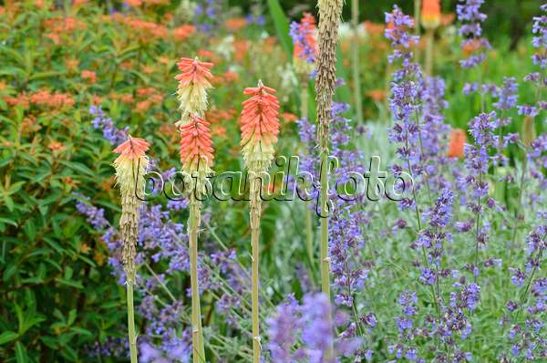 497032 - Torch lily (Kniphofia) and catmint (Nepeta)