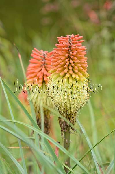 536068 - Torch lily (Kniphofia caulescens)