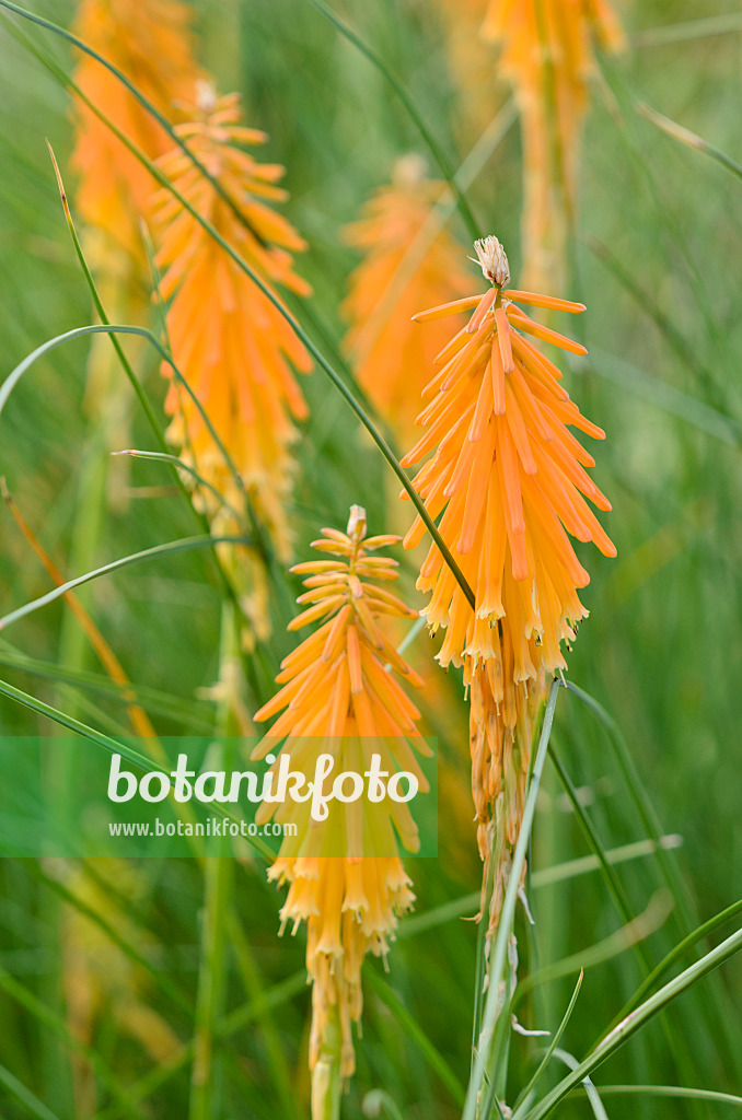 524123 - Torch lily (Kniphofia triangularis)