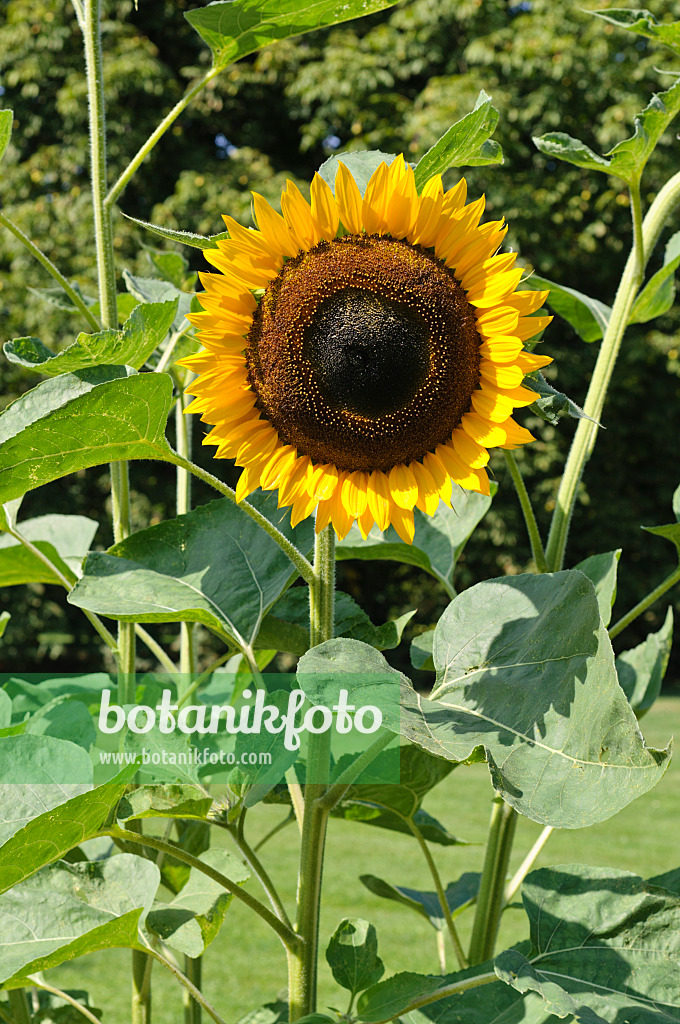 476029 - Tournesol (Helianthus annuus)