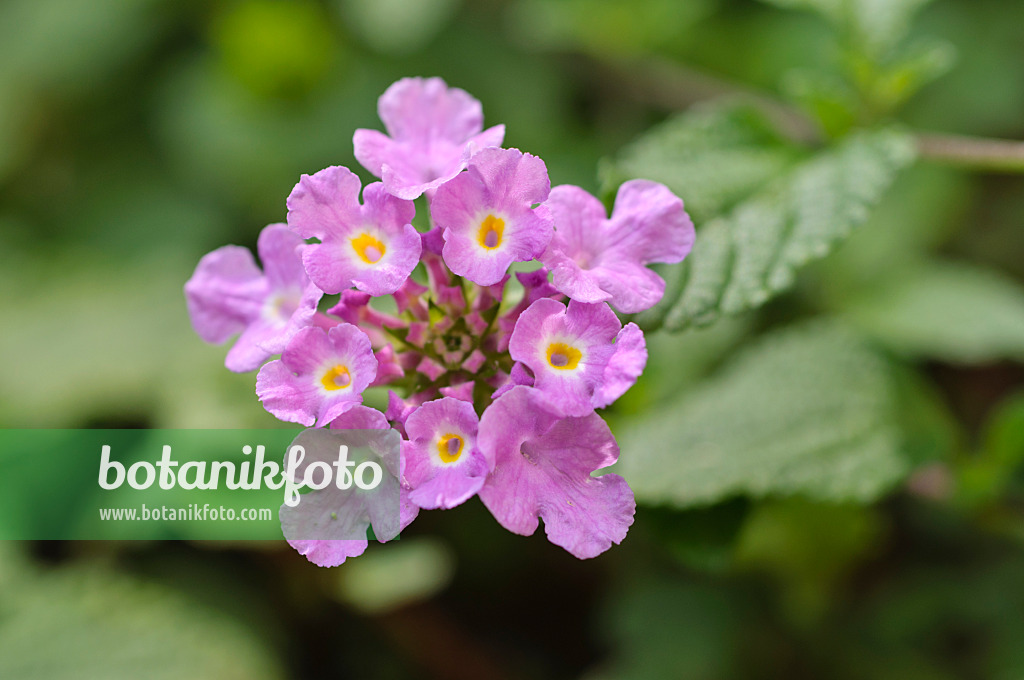 487108 - Trailing lantana (Lantana montevidensis)