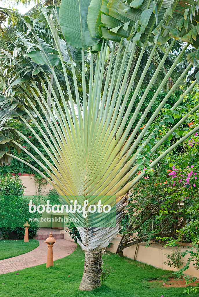 525488 - Traveller's tree (Ravenala madagascariensis)