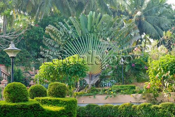 Image Traveller's tree (Ravenala madagascariensis), Singapore - 434104 -  Images of Plants and Gardens - botanikfoto