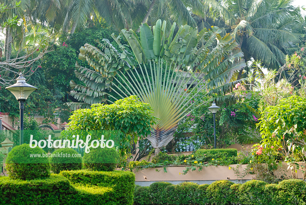 Image Traveller's tree (Ravenala madagascariensis), Fort Canning Park,  Singapore - 434261 - Images of Plants and Gardens - botanikfoto