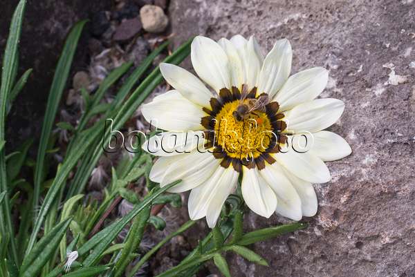573071 - Treasure flower (Gazania) and bee (Apis)