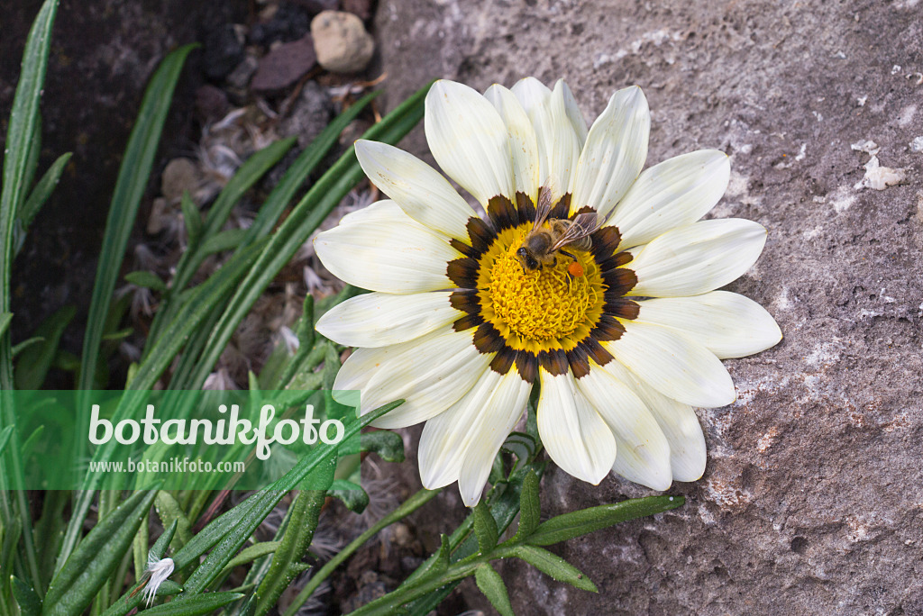 573071 - Treasure flower (Gazania) and bee (Apis)