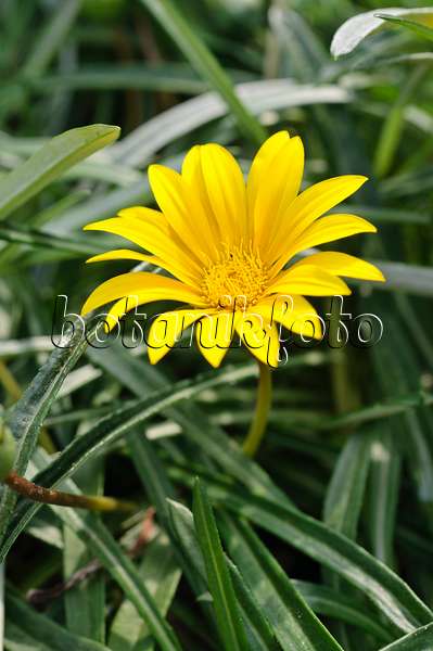 475226 - Treasure flower (Gazania linearis)