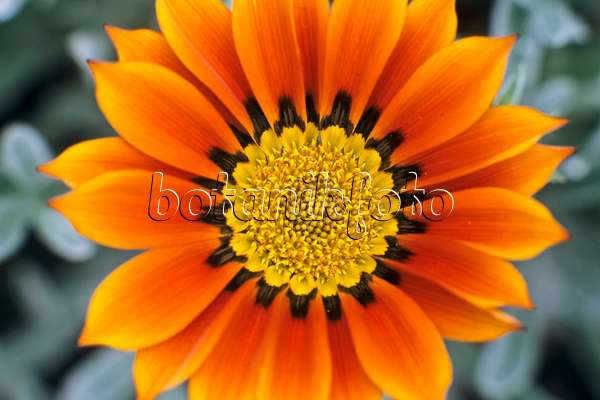 367058 - Treasure flower (Gazania rigens)