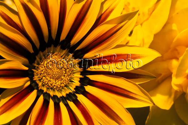 383010 - Treasure flower (Gazania rigens)