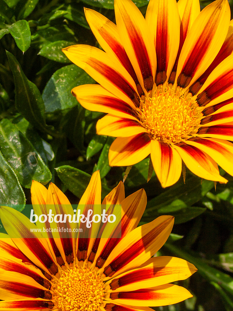 404022 - Treasure flower (Gazania rigens)