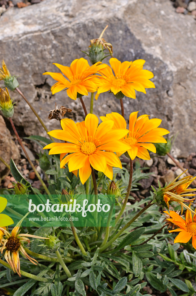 475220 - Treasure flower (Gazania rigens)