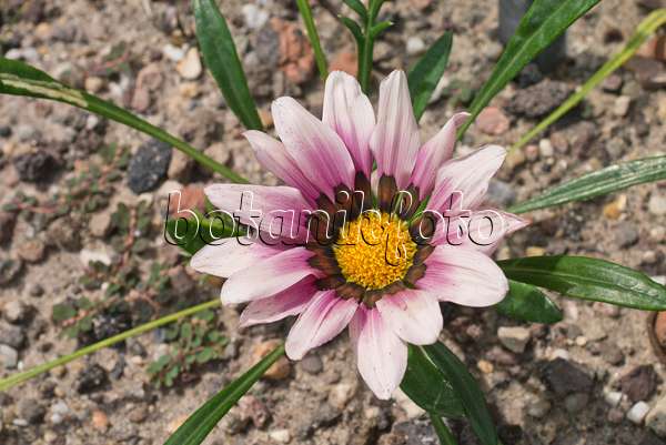 558316 - Treasure flower (Gazania rigens)