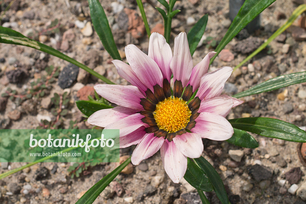 558316 - Treasure flower (Gazania rigens)