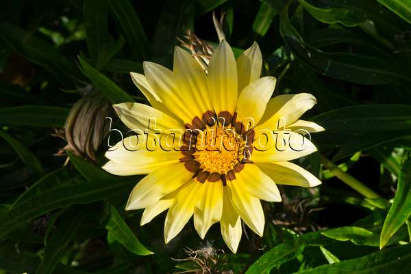 609025 - Treasure flower (Gazania rigens)