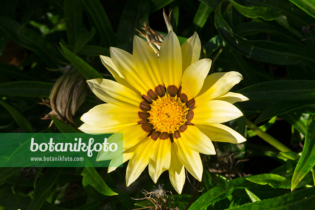 609025 - Treasure flower (Gazania rigens)