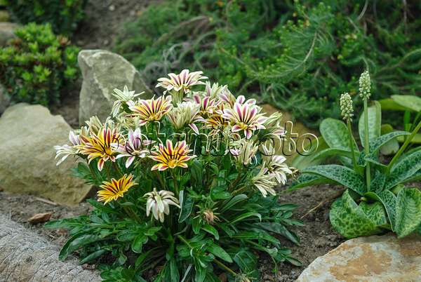 517089 - Treasure flower (Gazania rigens 'Big Kiss White Flame')