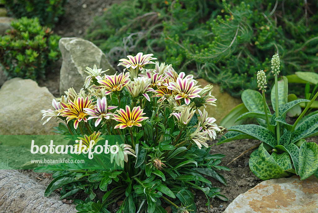 517089 - Treasure flower (Gazania rigens 'Big Kiss White Flame')