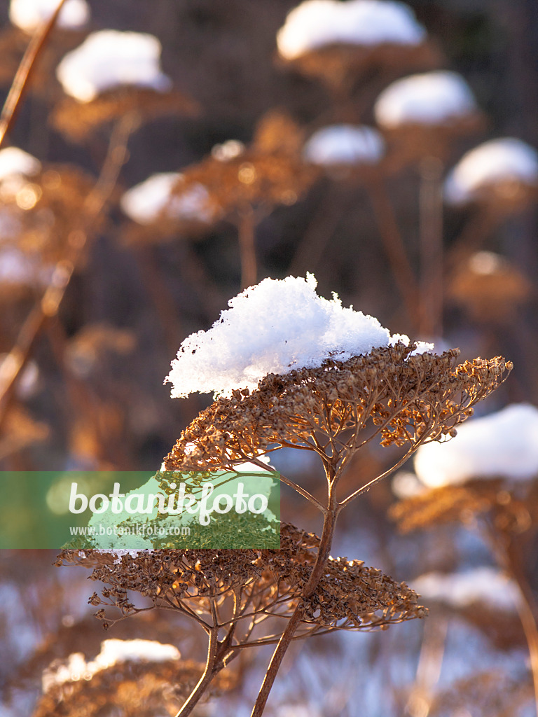 434026 - Tree hydrangea (Hydrangea arborescens)