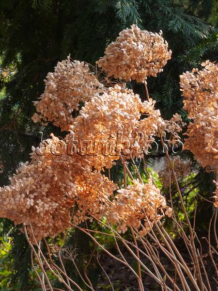 400059 - Tree hydrangea (Hydrangea arborescens 'Annabelle')