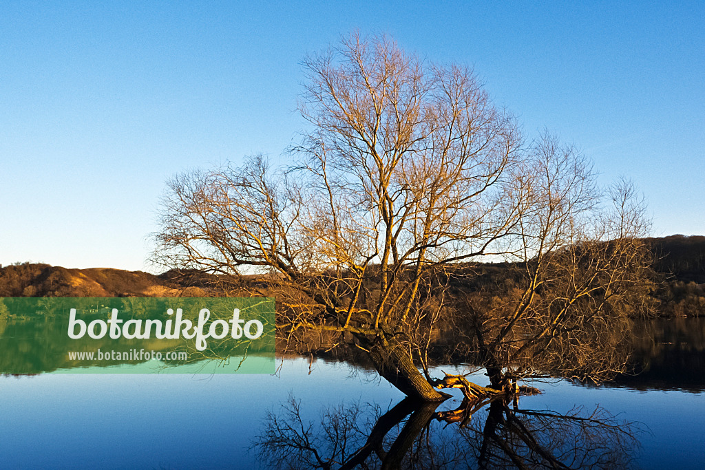 387033 - Tree in Oder River, Lower Oder Valley National Park, Germany