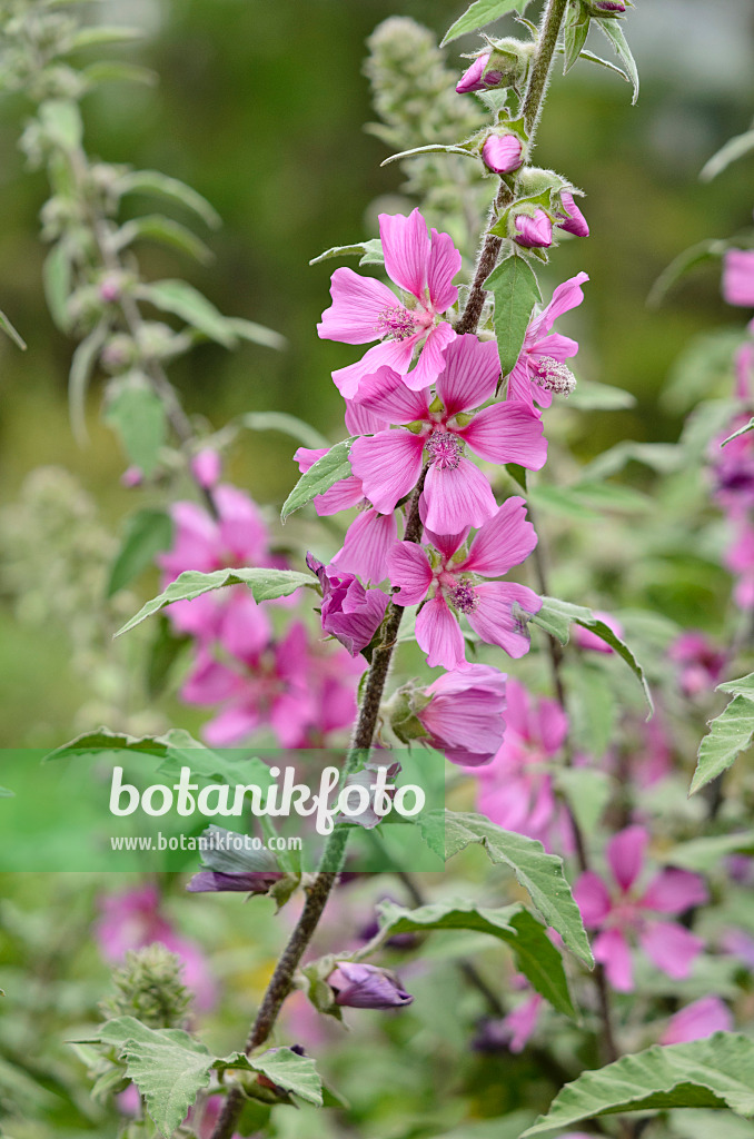 521318 - Tree mallow (Lavatera olbia)