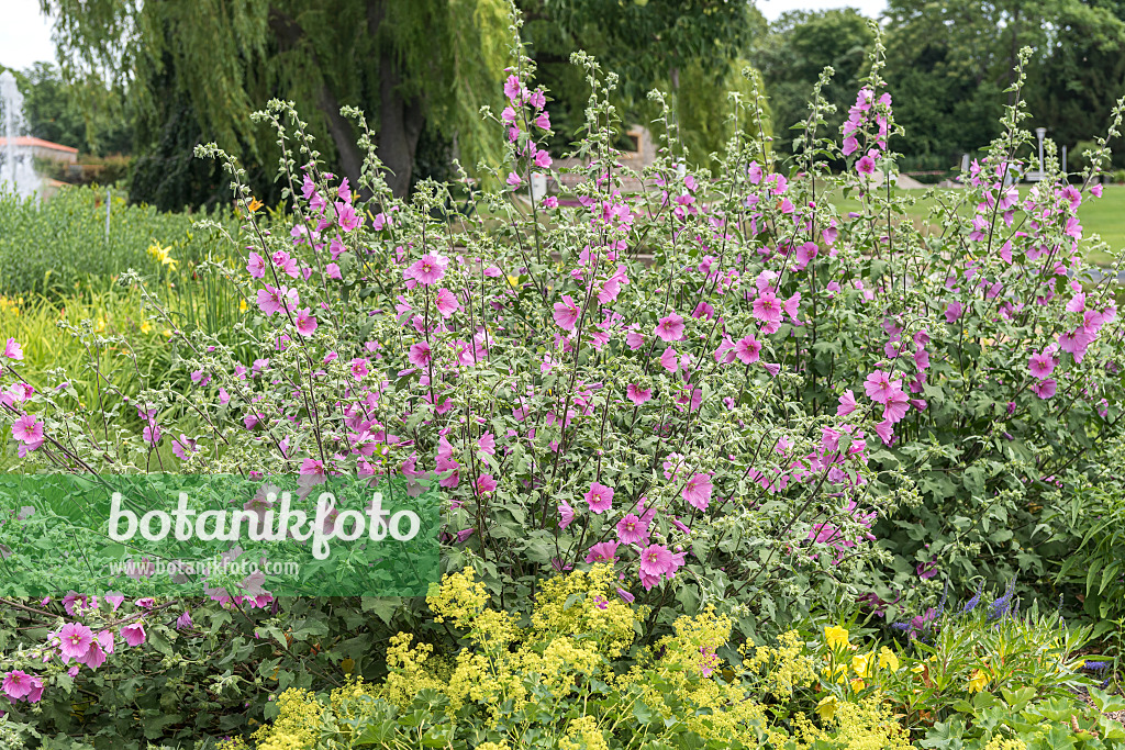 638149 - Tree mallow (Lavatera olbia 'Barnsley')