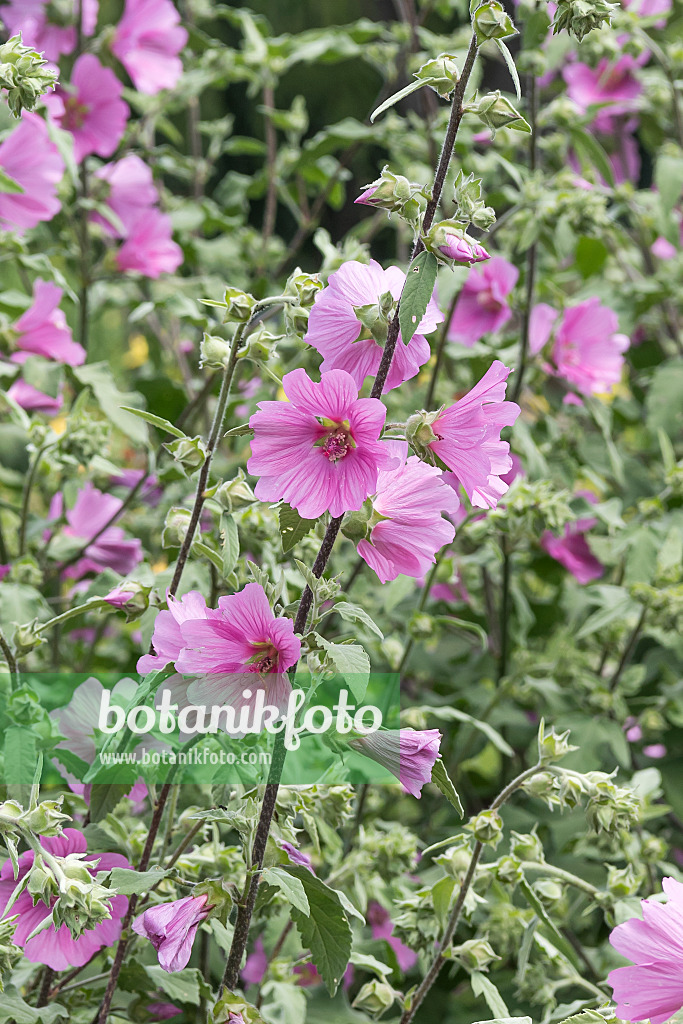 638150 - Tree mallow (Lavatera olbia 'Barnsley')