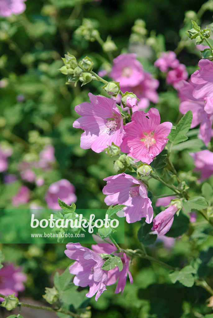 490088 - Tree mallow (Lavatera olbia 'Rosea')