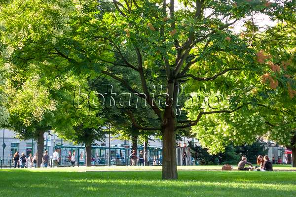 452067 - Tree of heaven (Ailanthus altissima), Platz der Einheit, Potsdam, Germany