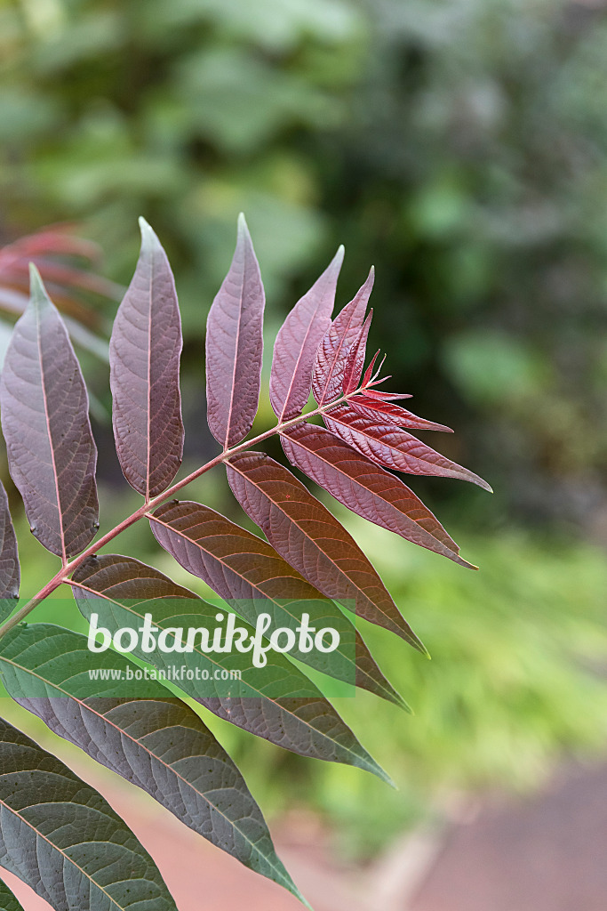 635010 - Tree of heaven (Ailanthus altissima 'Purple Dragon')