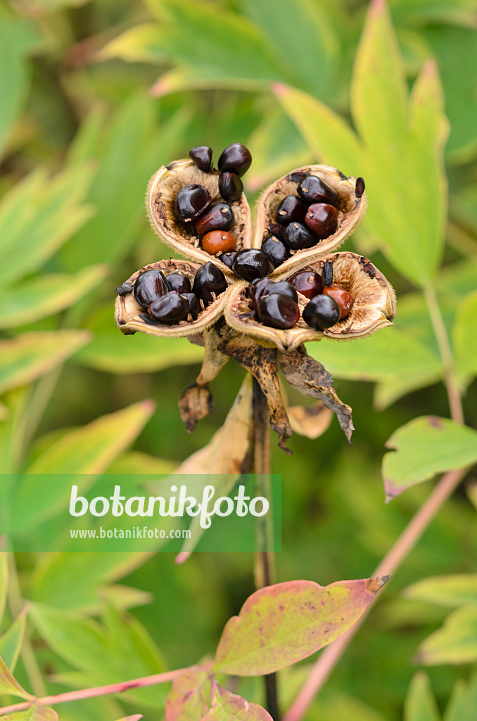 535083 - Tree peony (Paeonia rockii syn. Paeonia suffruticosa subsp. rockii)