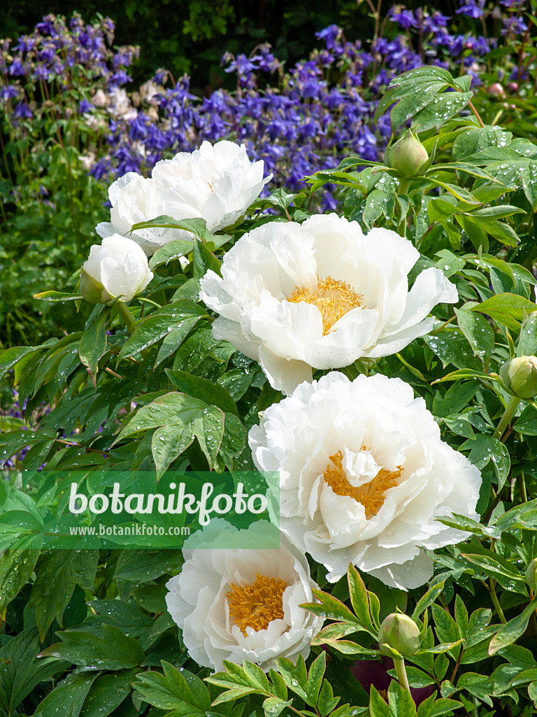 437316 - Tree peony (Paeonia suffruticosa 'Teni') and columbine (Aquilegia)