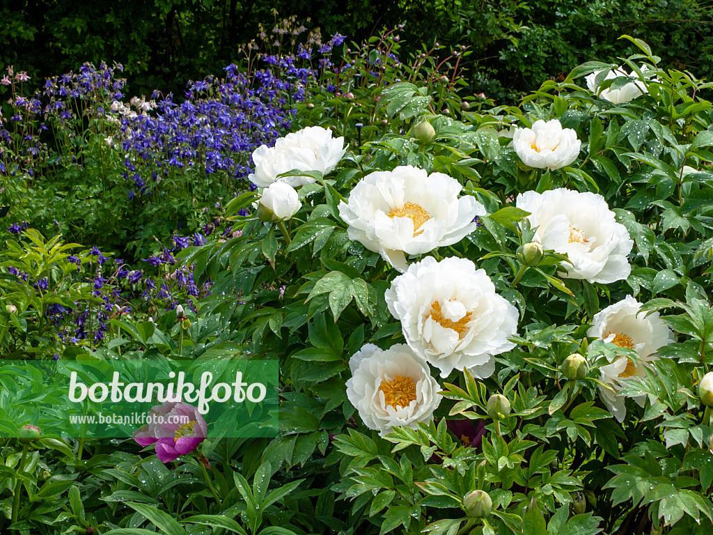 437318 - Tree peony (Paeonia suffruticosa 'Teni') and columbine (Aquilegia)