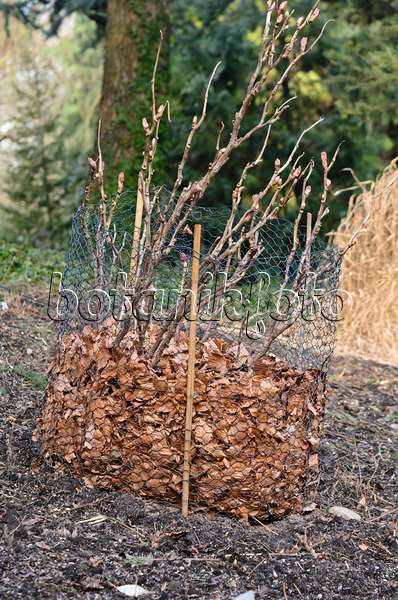 529094 - Tree peony (Paeonia suffruticosa) with winter protection