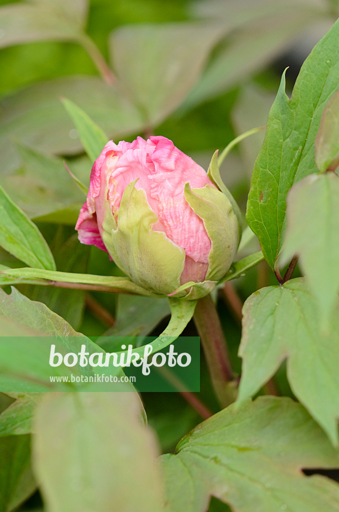 531102 - Tree peony (Paeonia suffruticosa 'Yaezakura')