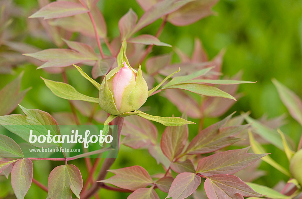 531124 - Tree peony (Paeonia suffruticosa 'Yaezakura')