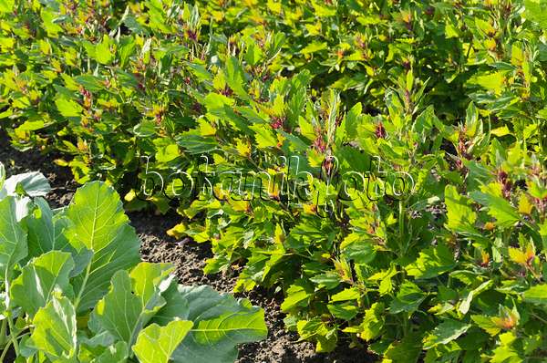 496291 - Tree spinach (Chenopodium giganteum 'Magentaspreen')