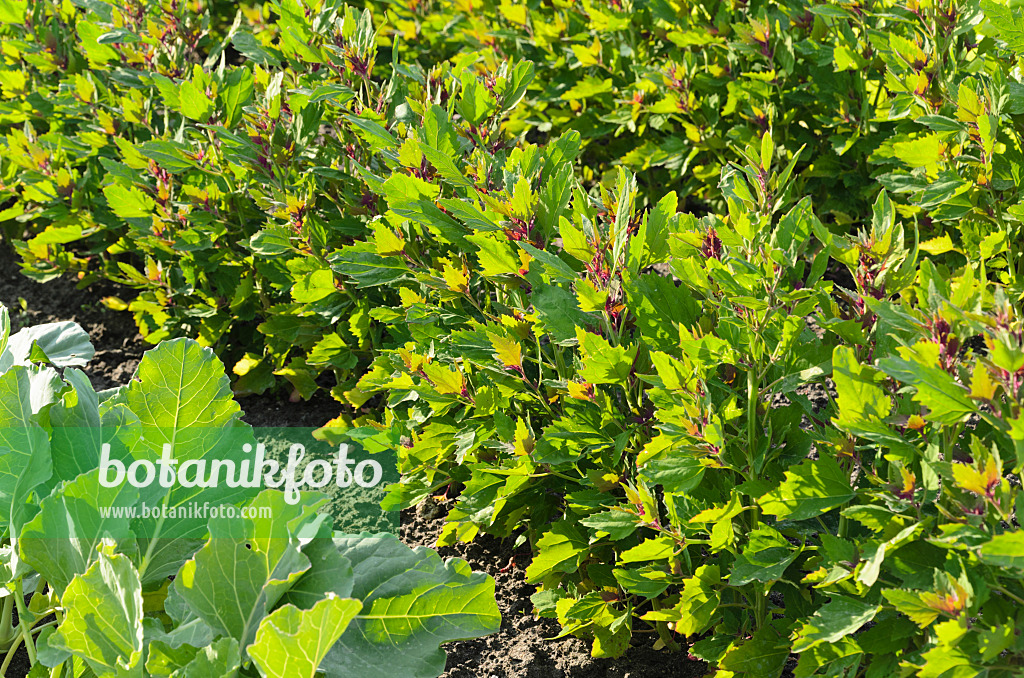 496291 - Tree spinach (Chenopodium giganteum 'Magentaspreen')