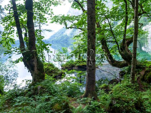 439160 - Trees at Lake Obersee, Berchtesgaden National Park, Germany