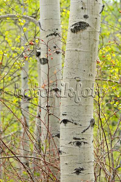 508347 - Trembling aspen (Populus tremuloides)