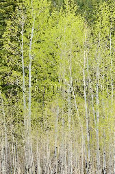 508391 - Trembling aspen (Populus tremuloides)