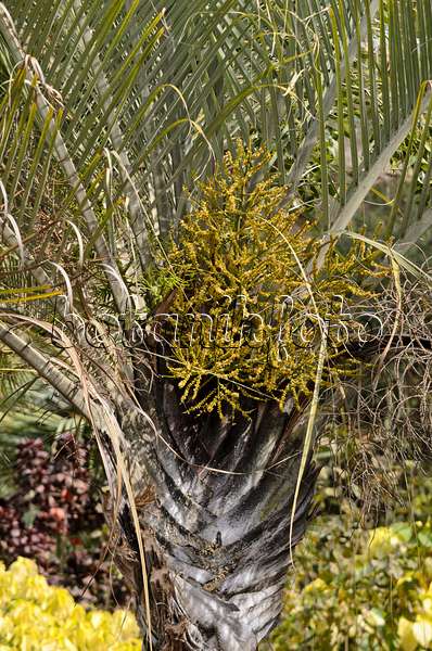 564149 - Triangle palm (Dypsis decaryi syn. Neodypsis decaryi)